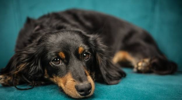 小型犬 小型犬