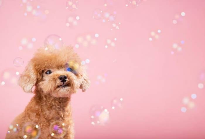 貴賓犬毛色 貴賓犬毛色