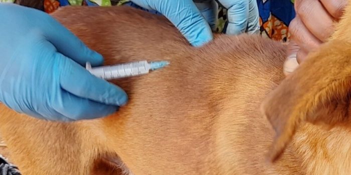 狂犬病疫苗接種 狂犬病疫苗接種