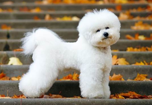 比熊犬黏人 比熊犬黏人