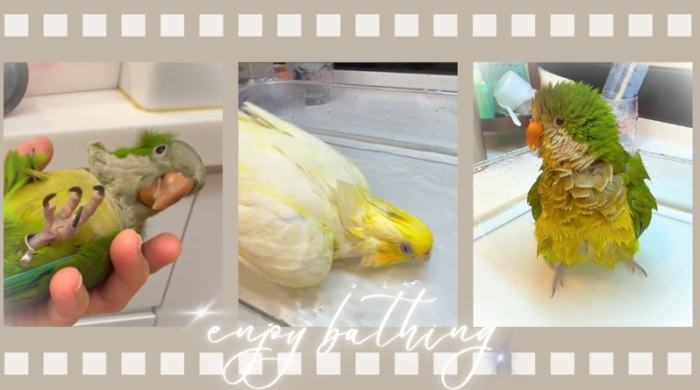 玄鳳鸚鵡洗澡方法 玄鳳鸚鵡洗澡方法