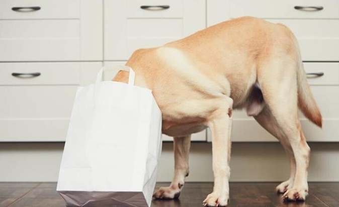 狗狗誤食 狗狗誤食