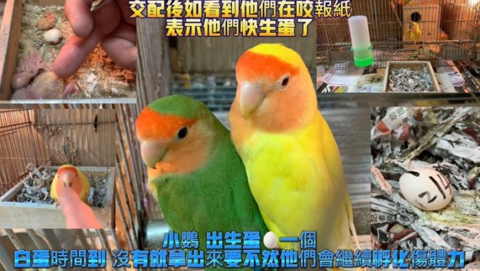鸚鵡單性生殖 鸚鵡單性生殖