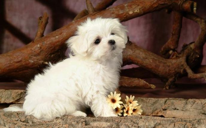 捲毛比熊犬飼養 捲毛比熊犬飼養