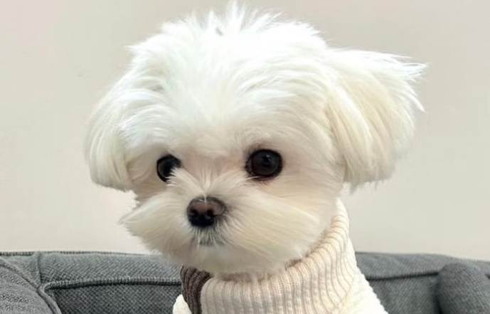 馬爾濟斯犬智力 馬爾濟斯犬智力