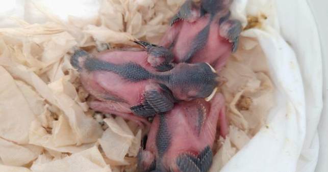 麻雀幼鳥照顧 麻雀幼鳥照顧