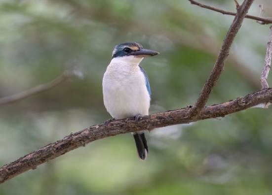 鳥吃香蕉 鳥吃香蕉