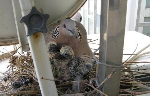 斑鳩繁殖行為 斑鳩繁殖行為