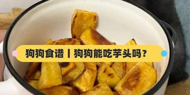 狗狗吃芋头 狗狗吃芋头