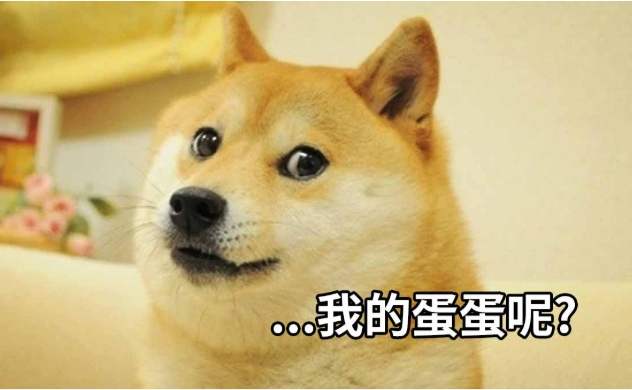 公狗結紮 公狗結紮
