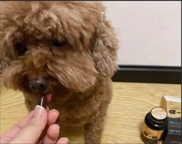 狗狗飲食安全 狗狗飲食安全