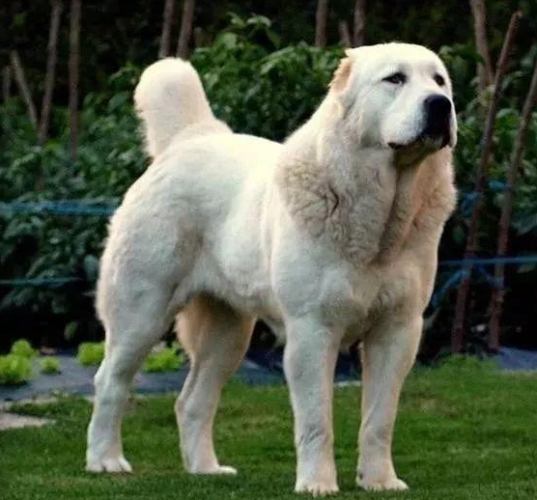 巨型犬健康問題 巨型犬健康問題