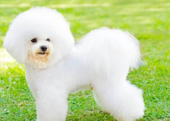 比熊犬照顧 比熊犬照顧