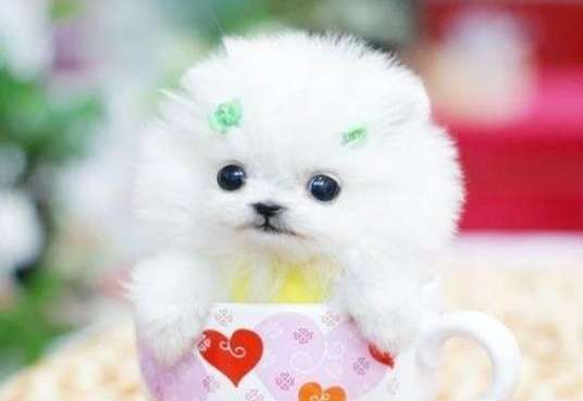茶杯犬培育過程 茶杯犬培育過程