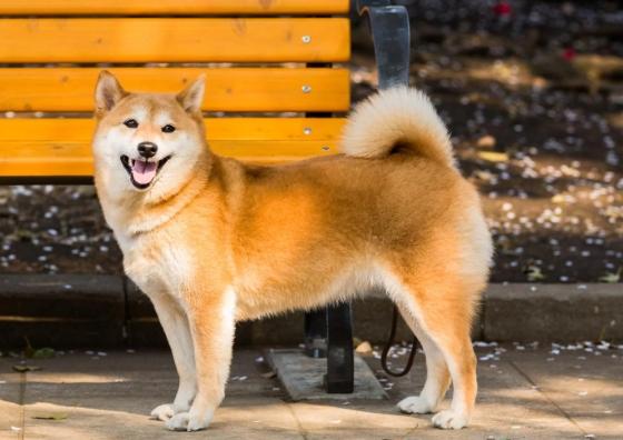柴犬飼養
