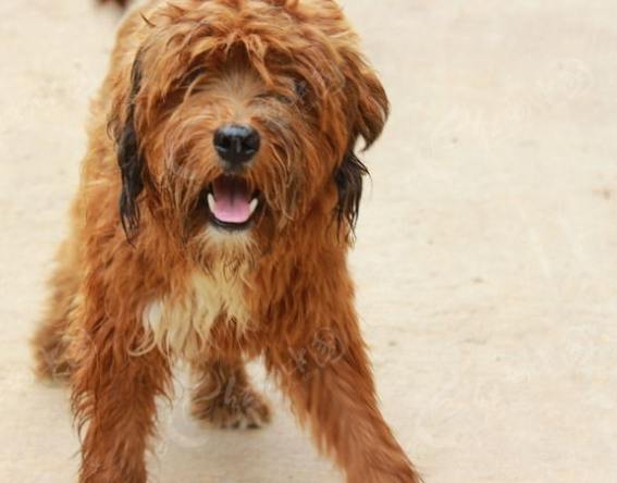 卷毛犬飼養指南 卷毛犬飼養指南