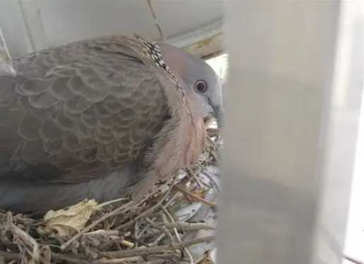 斑鳩生蛋前照顧 斑鳩生蛋前照顧