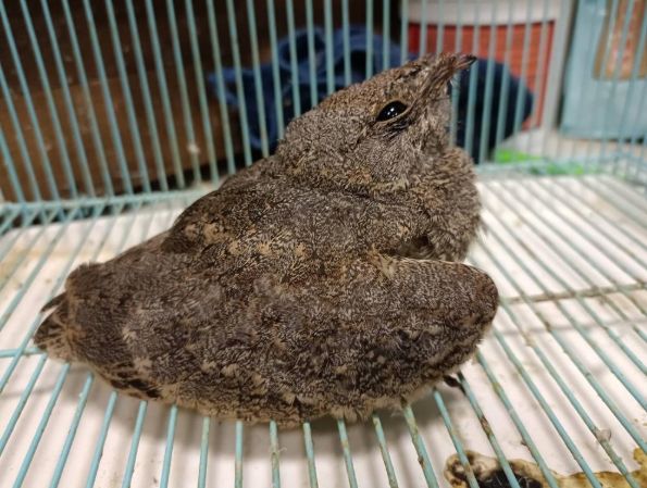 夜鷹幼鳥特徵 夜鷹幼鳥特徵