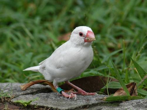 鳥類智商測試
