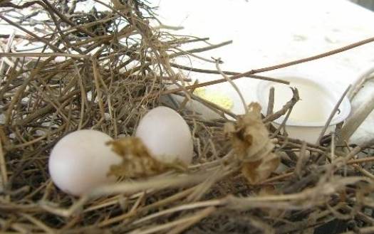 斑鳩繁殖行為 斑鳩繁殖行為
