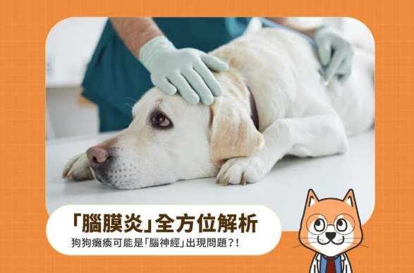 狗腦炎治療