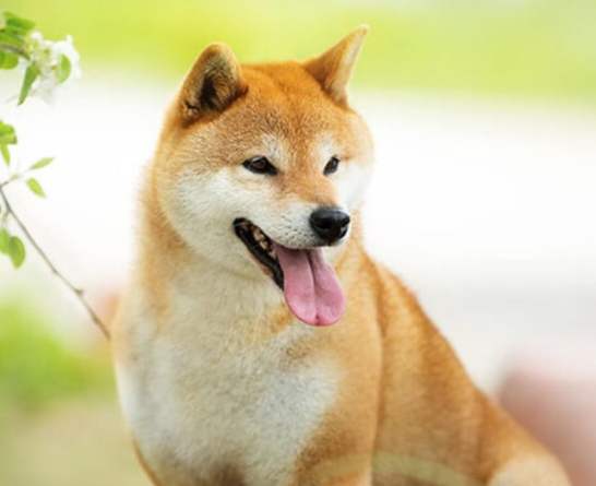 柴犬飲食指南