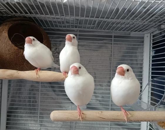 文鳥吹冷氣