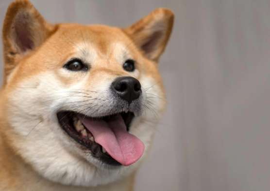 柴犬規矩