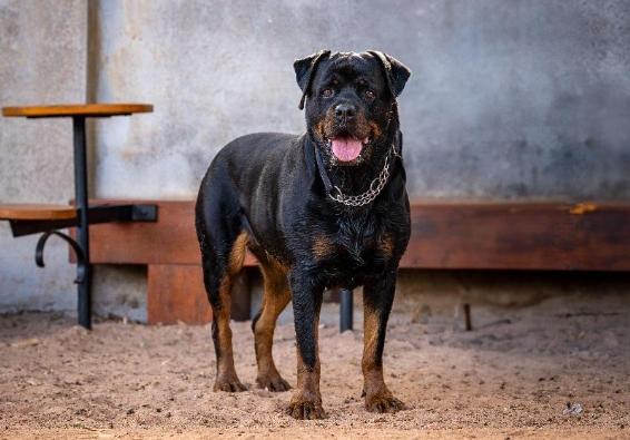猛犬特性 猛犬特性