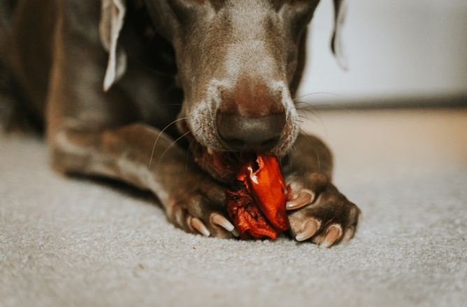 狗狗誤食 狗狗誤食