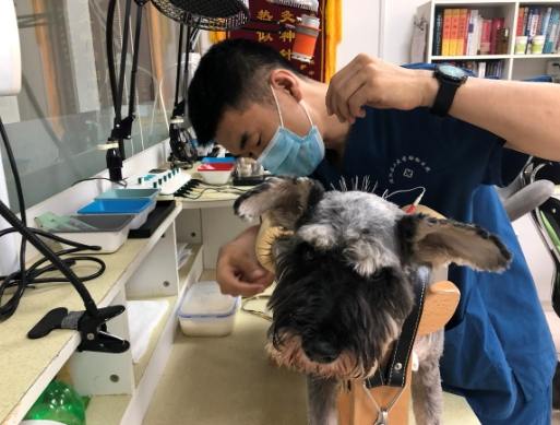 針灸治療狗前庭炎