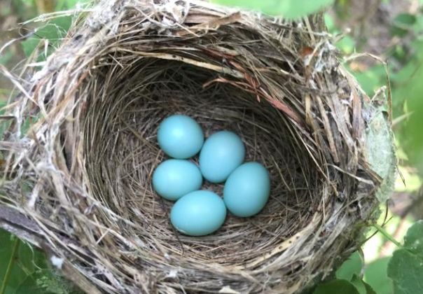 鳥蛋處理方法 鳥蛋處理方法