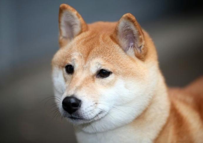 柴犬餵食量