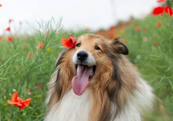 喜樂蒂牧羊犬健康