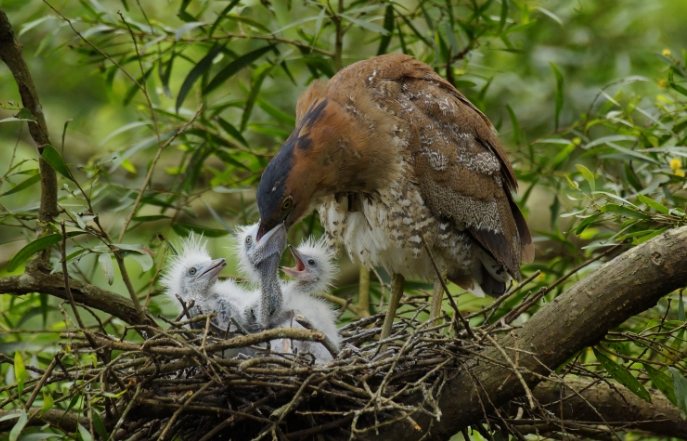 台灣鳥類保育級別 台灣鳥類保育級別