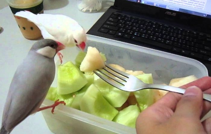 文鳥水果清單 文鳥水果清單