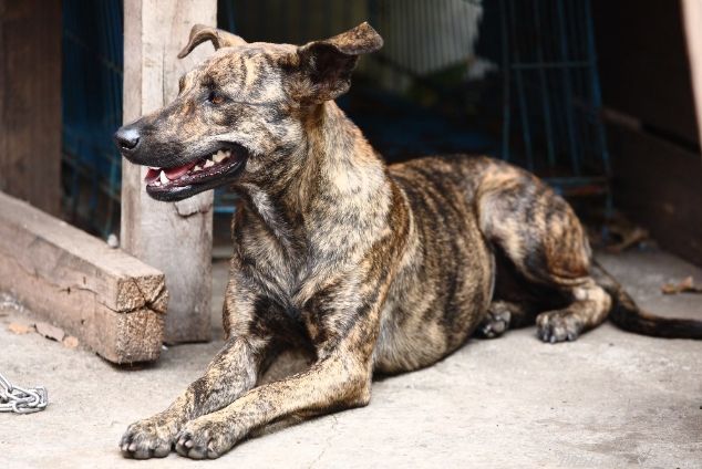 台灣原生犬種 台灣原生犬種