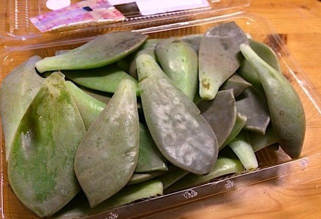石蓮花做法 石蓮花做法