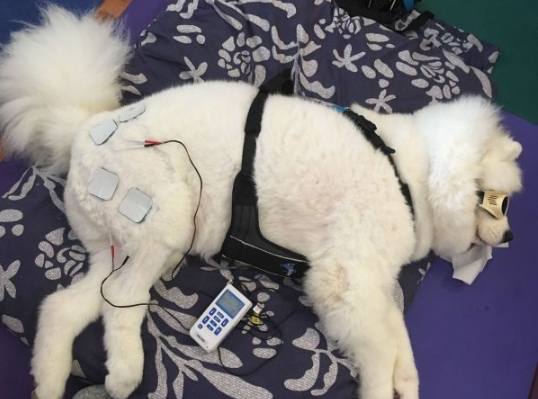 腦炎治療方法 腦炎治療方法