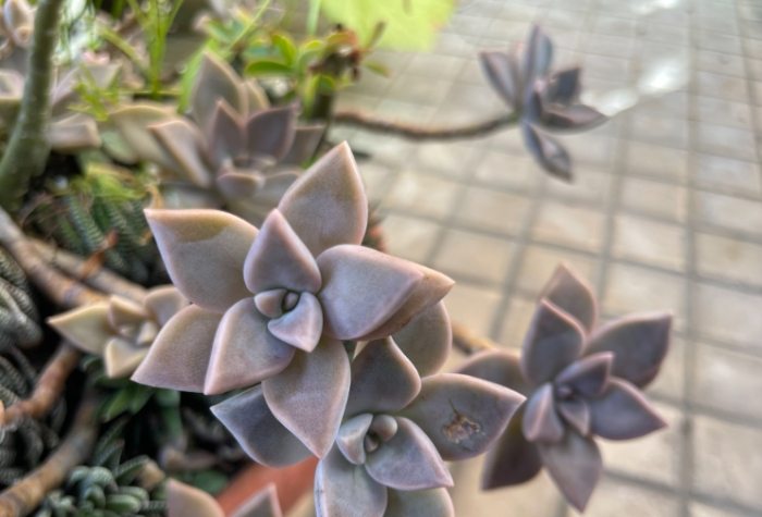 石蓮花健康益處