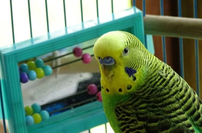 鸚鵡幼鳥照顧 鸚鵡幼鳥照顧