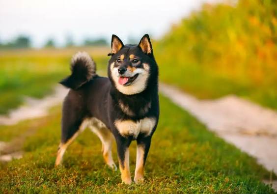 柴犬愛主人行為