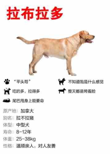 拉布拉多犬壞處 拉布拉多犬壞處