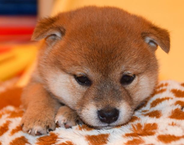 柴犬飲食指南