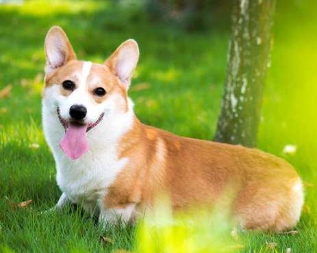 柯基犬性格 柯基犬性格