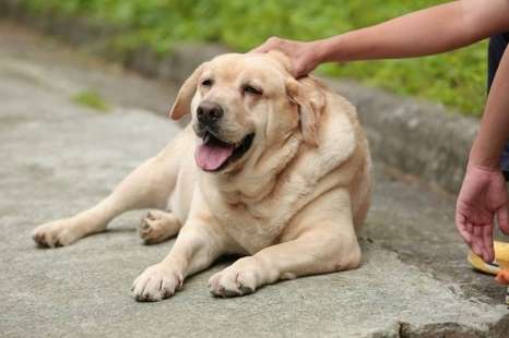 拉布拉多犬聰明排名