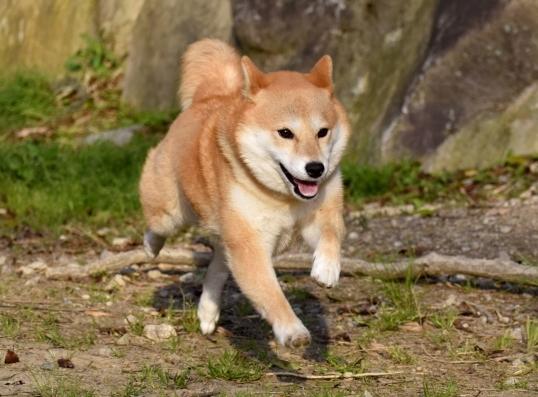 狗狗吃蘋果注意事項