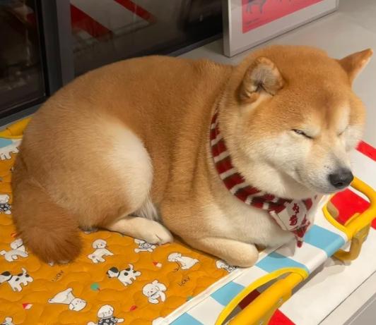 柴犬洗澡 柴犬洗澡