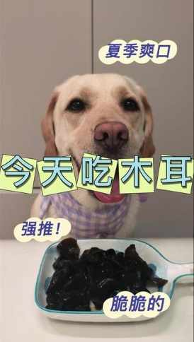 木耳對狗的好處 木耳對狗的好處