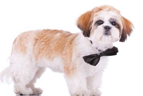 預防幼犬脹氣 預防幼犬脹氣
